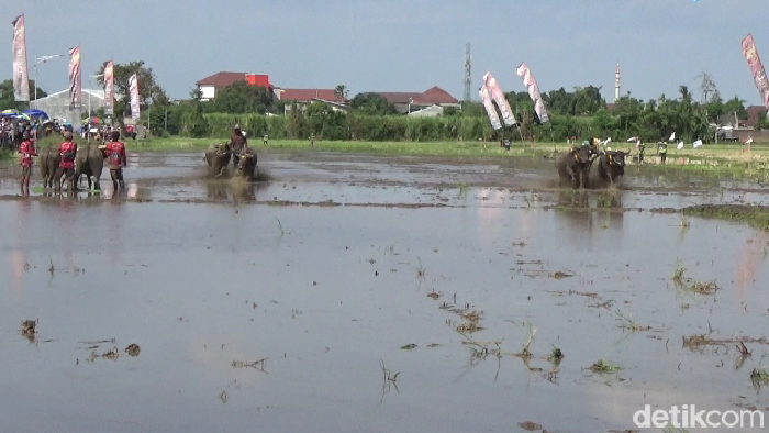 Tradisi karapan kerbau di Lumajang.