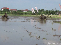 Seru! Tradisi Karapan Kerbau Sambut Musim Tanam dan HUT RI di Lumajang