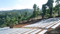 Ladang sayur milik warga yang lokasinya cukup dekat dari vila.