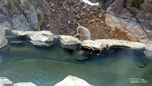 Menjelajahi 3 Ikon Wisata Prefektur Nagano, Ada Monyet Salju