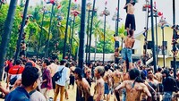 Keseruan panjat 51 batang pohon pinang