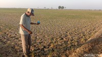 Petani di Kabupaten Indramayu pasrah karena tanaman padi tak bisa tumbuh optimal. Foto: Sudedi Rasmadi/detikJabar