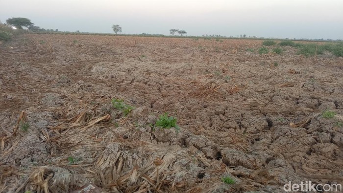 Gagal panen di Indramayu. Gagal panen di Indramayu.