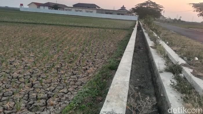 Gagal panen di Indramayu.