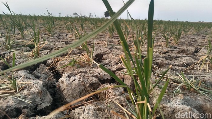 Gagal panen di Indramayu. Gagal panen di Indramayu.