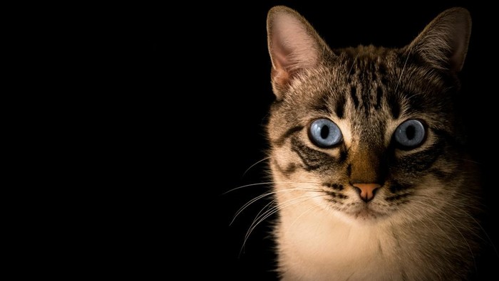 Ilustrasi kucing