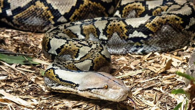 Sevimli juftlikning nozik jinsiy aloqasi