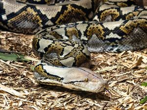 Geger Ular Piton 6 Meter hendak Mangsa Kambing, Langsung Dibunuh Warga