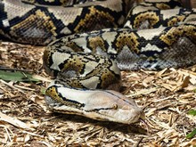 Warga Selayar Dipatuk Piton 7 Meter di Hutan, Ular Dibunuh Ramai-ramai