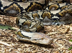 Ular Piton Telan Petani di Buton, Simak 7 Fakta Ular Piton