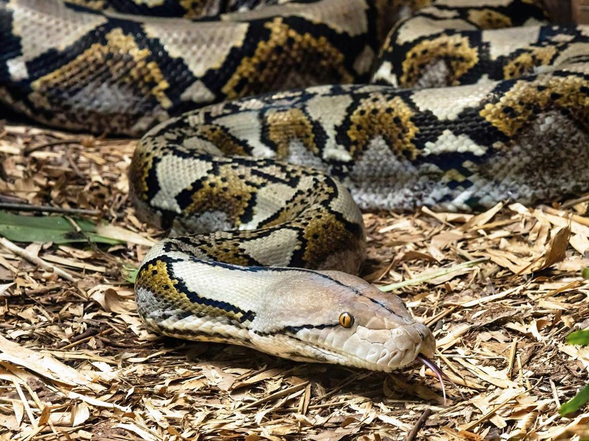 Ota bilan porno birinchi jinsiy aloqa