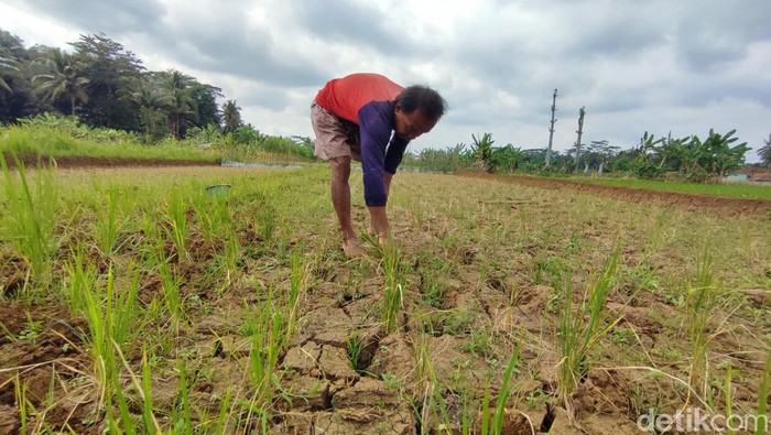 Kegalauan Petani Ciamis,Jawa Barat. Sawah Kekeringan Terancam Gagal Panen.