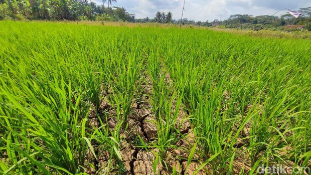 Kegalauan Petani Ciamis,Jawa Barat. Sawah Kekeringan Terancam Gagal Panen.
