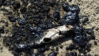 Dampak dari tumpahan ini sangat terlihat di sepanjang pantai yang terkenal dengan keindahannya dan menjadi tempat perlindungan bagi berbagai spesies flora dan fauna. 