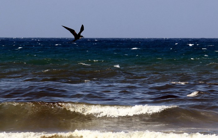 Workers clean the beach after an oil spill, in Boca de Aroa, Venezuela August 16, 2024. REUTERS/Juan Carlos Hernandez