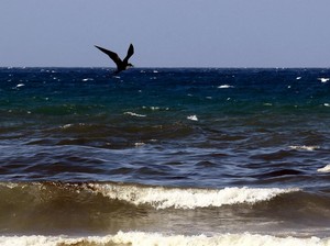 Lebih dari 30 Hewan Laut Raksasa Mati Gegara Kapal Rusia