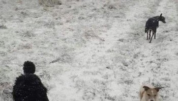 Beginilah cara ilusi optik menipu pikiran kamu. Awalnya, kamu melihat dua ekor anjing dan pemiliknya, tetapi kemudian... (Foto: X/@tradingMaxiSL)