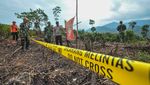 Lahan di Taman Nasional Bukit Tigapuluh Jambi Jadi Ladang Sawit Ilegal
