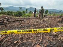 Lahan di Taman Nasional Bukit Tigapuluh Jambi Jadi Ladang Sawit Ilegal