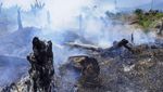 Lahan di Taman Nasional Bukit Tigapuluh Jambi Jadi Ladang Sawit Ilegal
