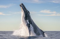 Ocean Photographer of The Year 2024