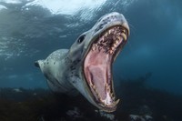 Ocean Photographer of The Year 2024