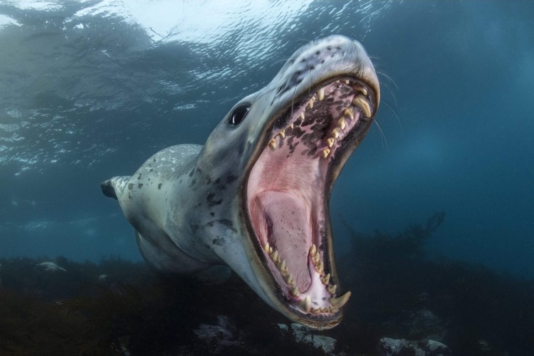Ocean Photographer of The Year 2024