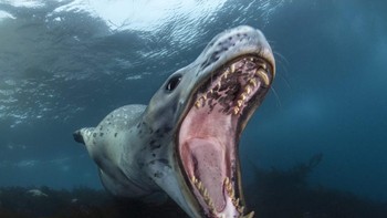 Finalist Ocean Portfolio karya Filippo Borghi, lokasi Amtartika Foto: Ocean Photographer of The Year