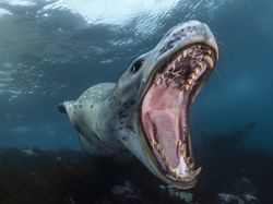 Karya Mencengangkan Finalis Ocean Photographer of The Year 2024