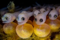 Ocean Photographer of The Year 2024