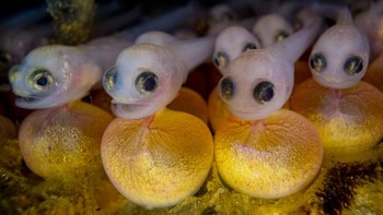 Finalist Ocean Portfolio karya Shane Gross lokasi British Columbia, Kanada Foto: Ocean Photographer of The Year