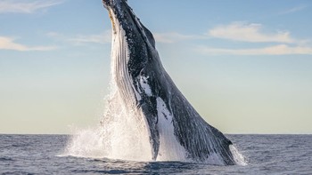 Finalist Wildlife Photographer of the Year karya Clayton Harris, lokasi Australia. Foto: Ocean Photographer of The Year