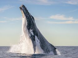 Karya Mencengangkan Finalis Ocean Photographer of The Year 2024