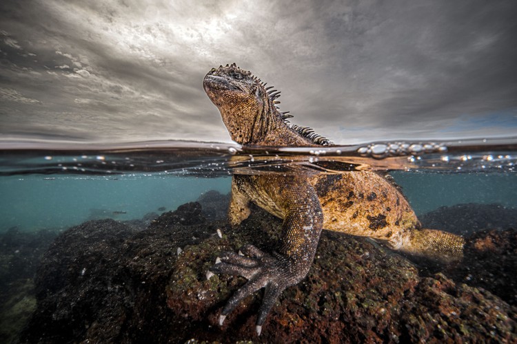 Ocean Photographer of The Year 2024