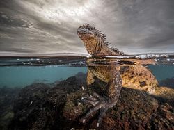 Karya Mencengangkan Finalis Ocean Photographer of The Year 2024