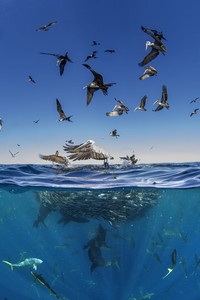 Ocean Photographer of The Year 2024
