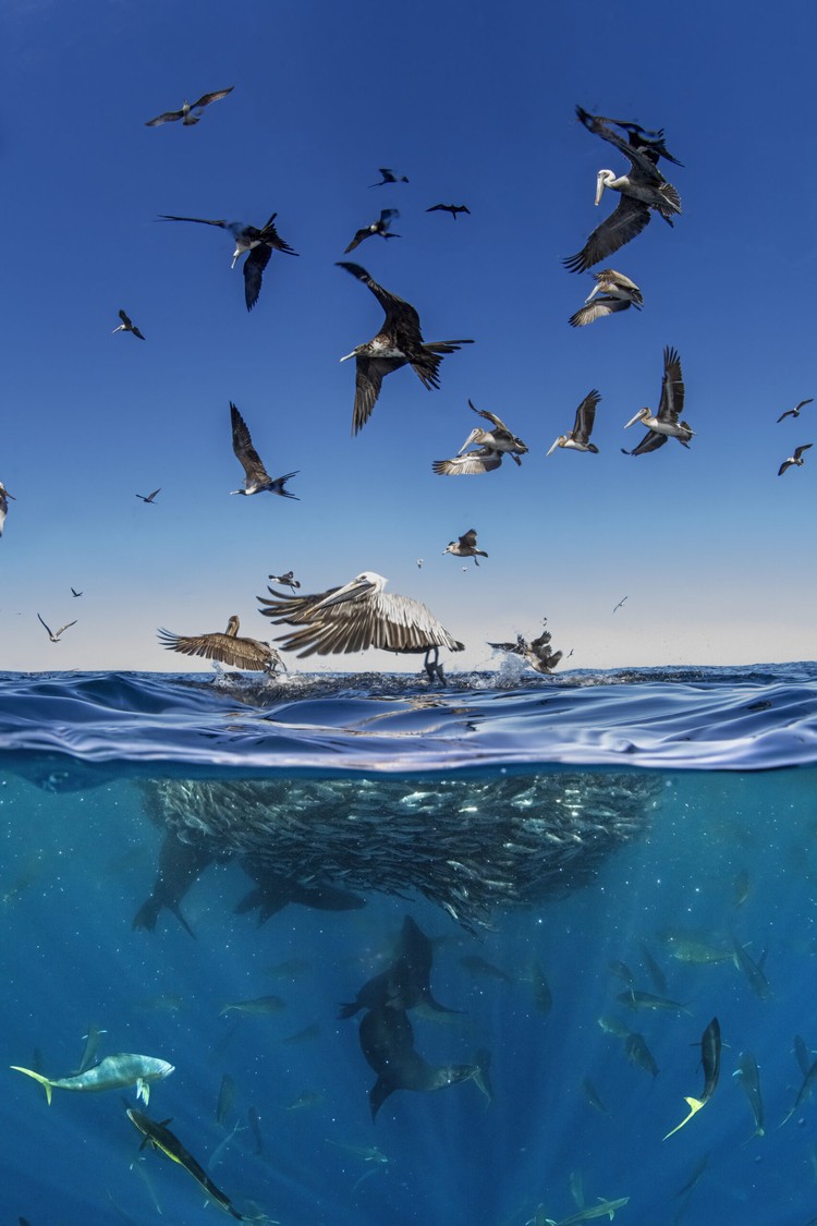 Ocean Photographer of The Year 2024