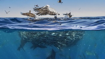 Finalist Wildlife Photographer of the Year karya Merche Llobera, Lokasi Meksiko. Foto: Ocean Photographer of The Year