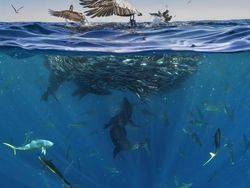 Karya Mencengangkan Finalis Ocean Photographer of The Year 2024