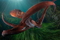 Ocean Photographer of The Year 2024