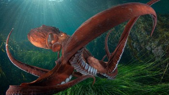 Finalist Wildlife Photographer of the Year karya Andrey Shpatak, lokasi Rusia. Foto: Ocean Photographer of The Year