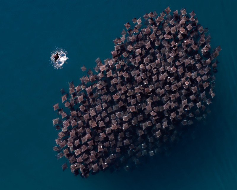 Ocean Photographer of The Year 2024