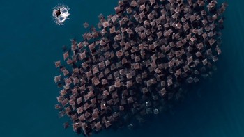 Finalist Wildlife Photographer of the Year karya Laura Leuko, lokasi Meksiko. Foto: Ocean Photographer of The Year