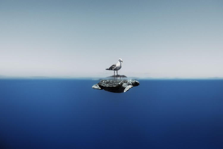 Ocean Photographer of The Year 2024