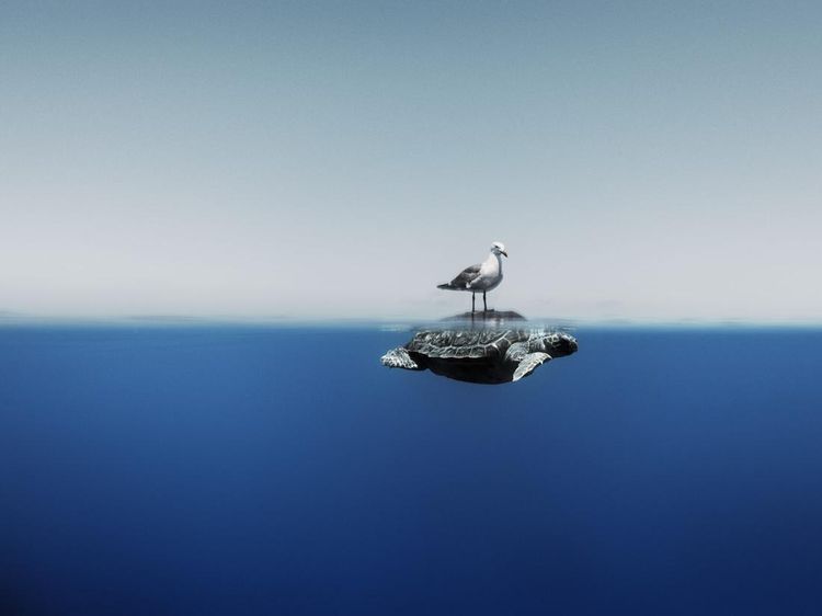 Karya Mencengangkan Finalis Ocean Photographer of The Year 2024