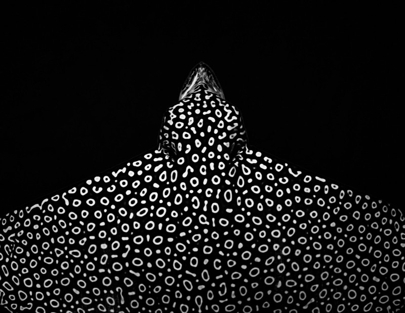 Ocean Photographer of The Year 2024