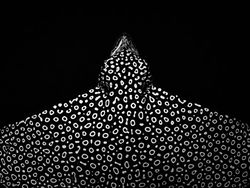 Karya Mencengangkan Finalis Ocean Photographer of The Year 2024