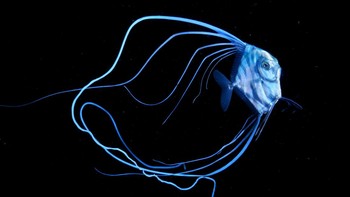 Finalist Fine Art Photographer of the Year karya Pietro Formis, lokasi Filipina. Foto: Ocean Photographer of The Year