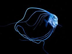 Karya Mencengangkan Finalis Ocean Photographer of The Year 2024