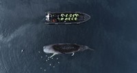 Ocean Photographer of The Year 2024